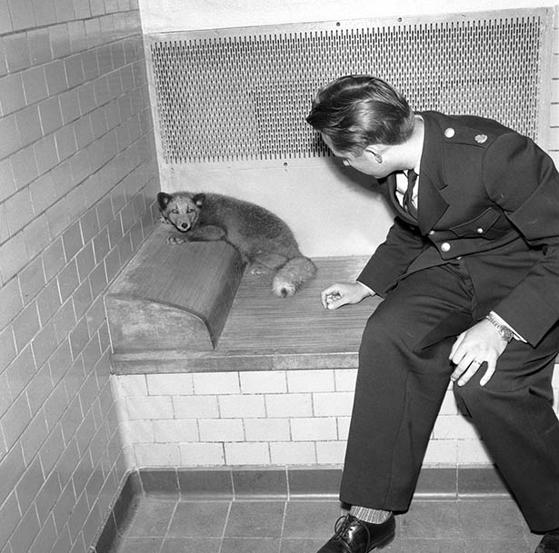 Räv i polisarrest, Falun 1955